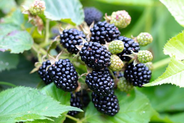 Blackberry Bush Removal in Olathe