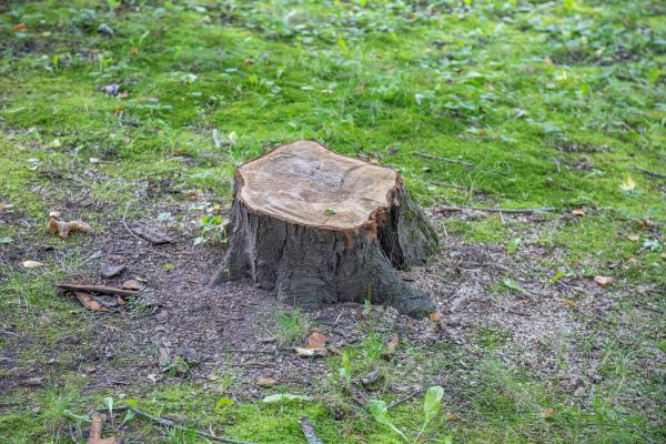 Bush Stump Removal in Olathe