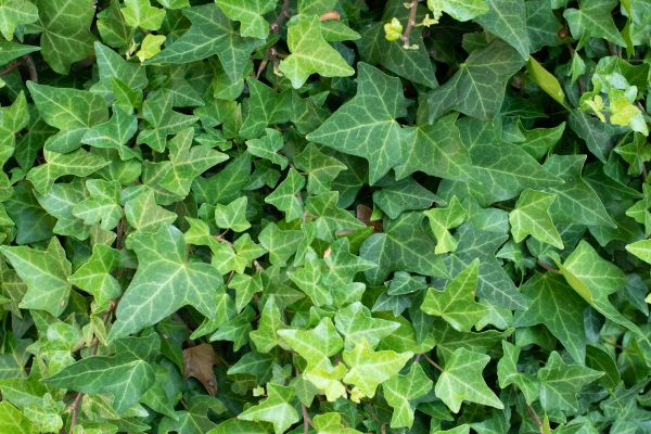 Cost of English Ivy Removal in Olathe