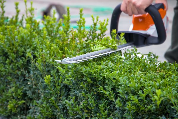 Hedge Pruning in Olathe