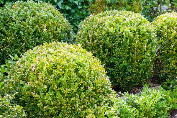 Cost of Landscape Trimming Service in Olathe