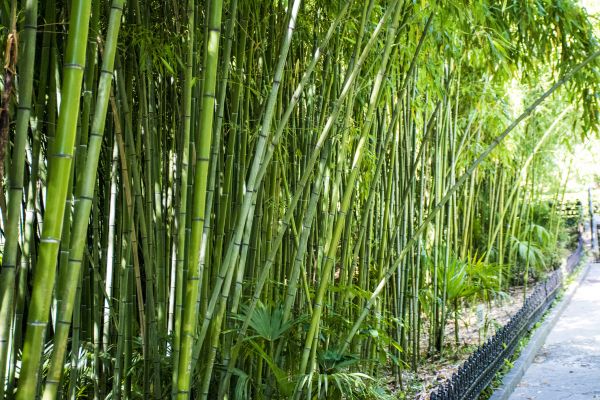 Cost of Bamboo Root Removal in Olathe