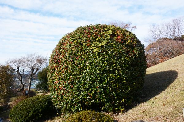 Cost of Holly Trimming in Olathe