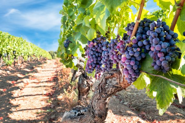 Cost of Grapevine Pruning in Olathe