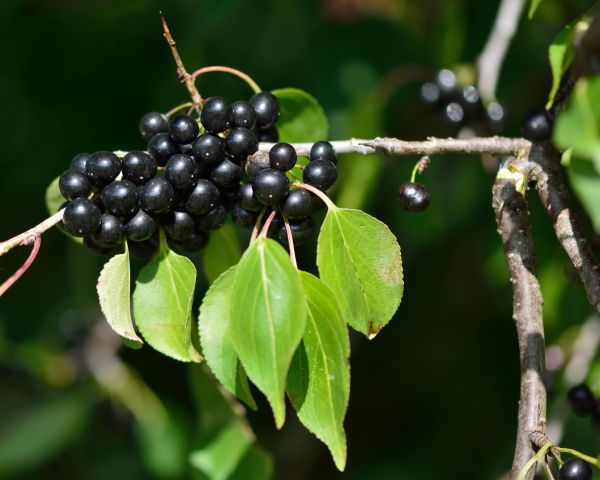 Cost of Buckthorn Removal in Olathe