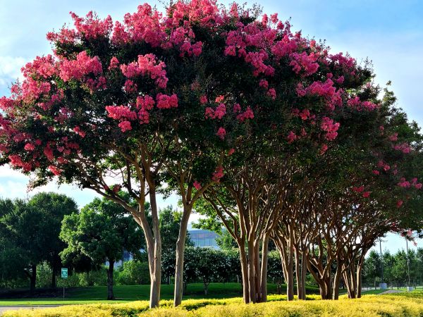 Cost of Crepe Myrtle Pruning in Olathe