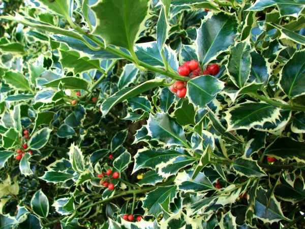 Cost of Holly Bushes Trimming in Olathe