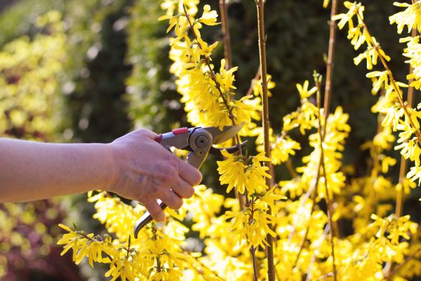 Forsythia Pruning in Olathe