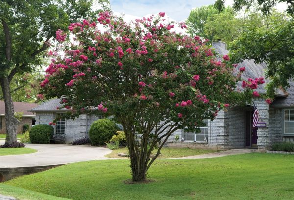 Cost of Crepe Myrtle Trimming in Olathe