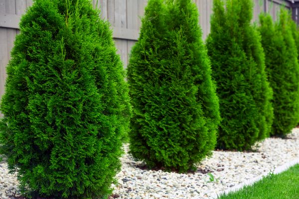 Cost of Arborvitae Removal in Olathe