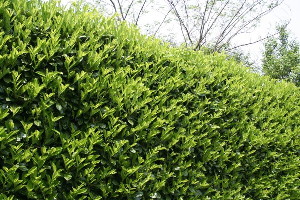 Cost of Laurel Shrub Removal in Olathe