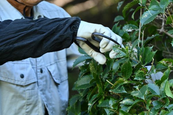 Holly Pruning in Olathe