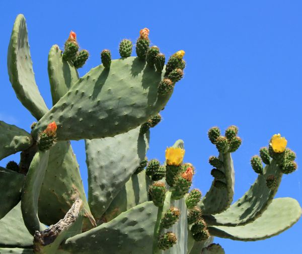 Cost of Cactus Removal in Olathe