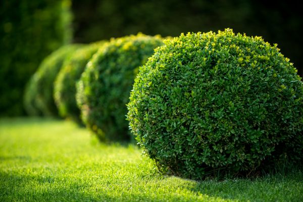 Cost of Boxwood Shaping in Olathe