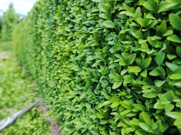 Cost of Boxwood Pruning in Olathe