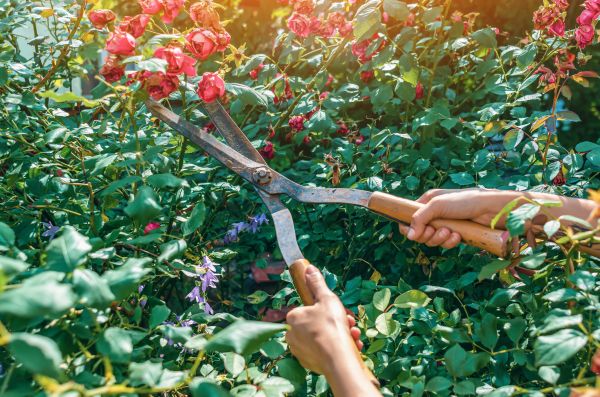 Cost of Knockout Roses Pruning in Olathe