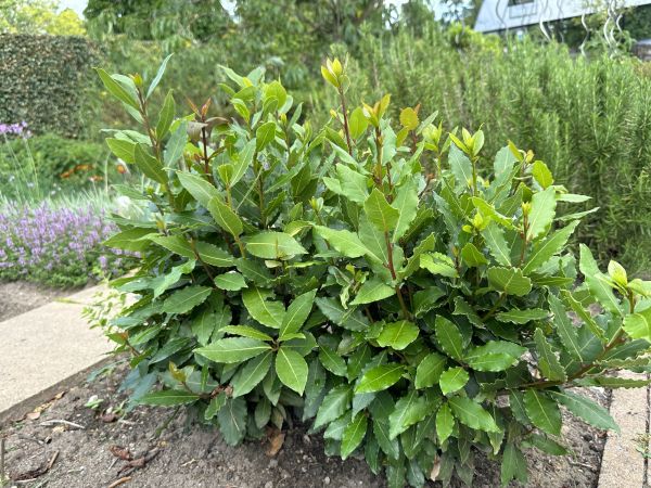 Cost of Laurel Hedge Trimming in Olathe