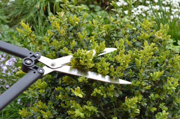 Cost of Boxwood Trimming in Olathe