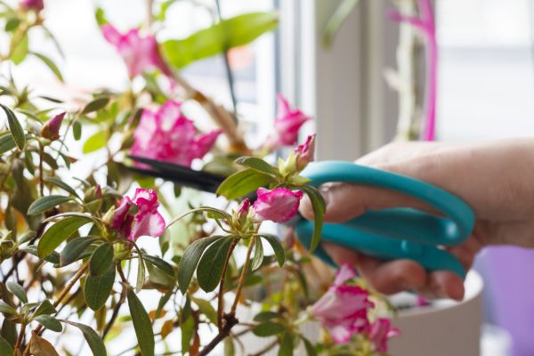 Cost of Azalea Pruning in Olathe