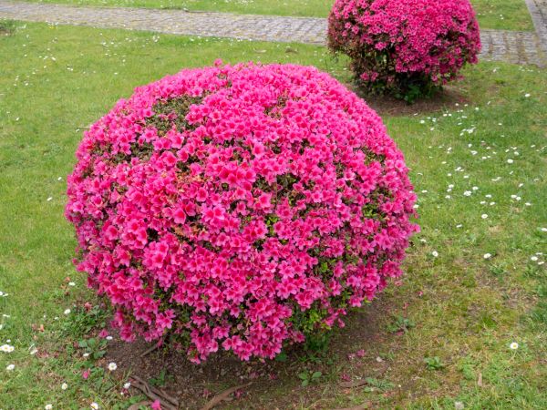 Cost of Rhododendron Pruning in Olathe