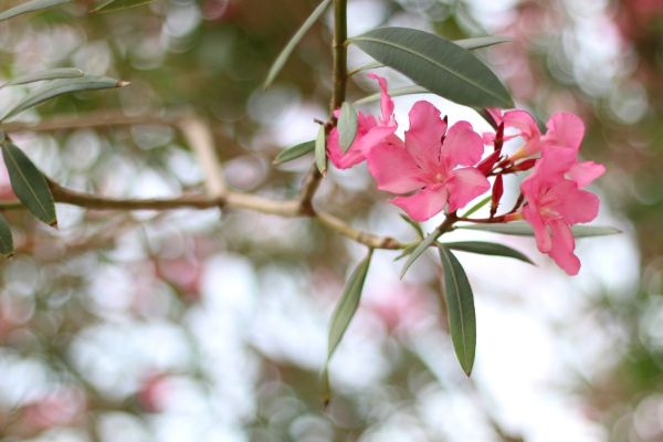 Cost of Oleander Removal in Olathe