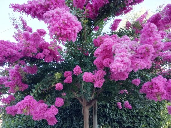 Cost of Crape Myrtle Pruning in Olathe