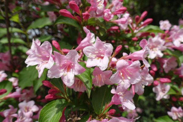 Cost of Weigela Pruning Service in Olathe