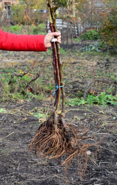 Cost of Shrub Root Removal in Olathe