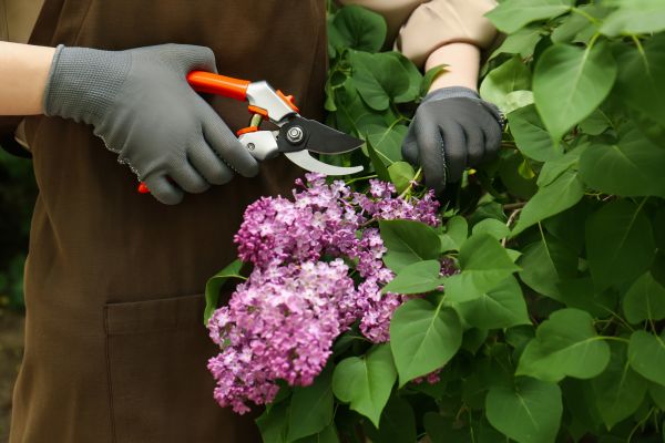 Cost of Lilac Pruning Service in Olathe