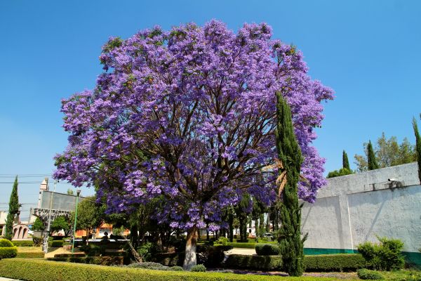 Cost of Jacaranda Pruning in Olathe