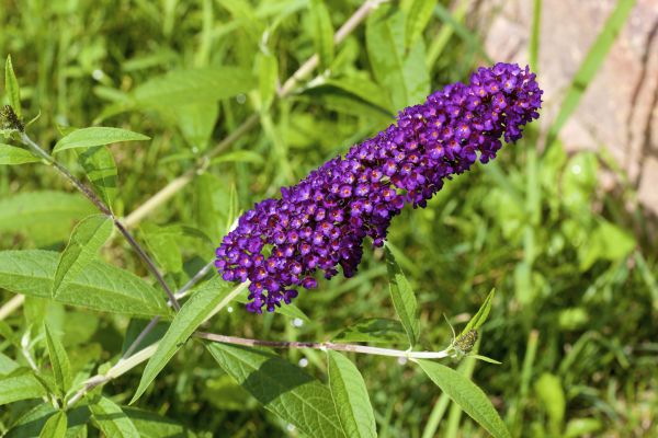 Cost of Butterfly Bush Pruning in Olathe