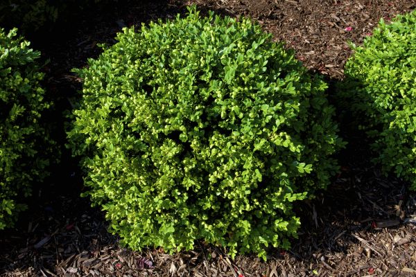 Cost of Boxwood Removal in Olathe