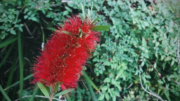 Cost of Bottlebrush Pruning in Olathe