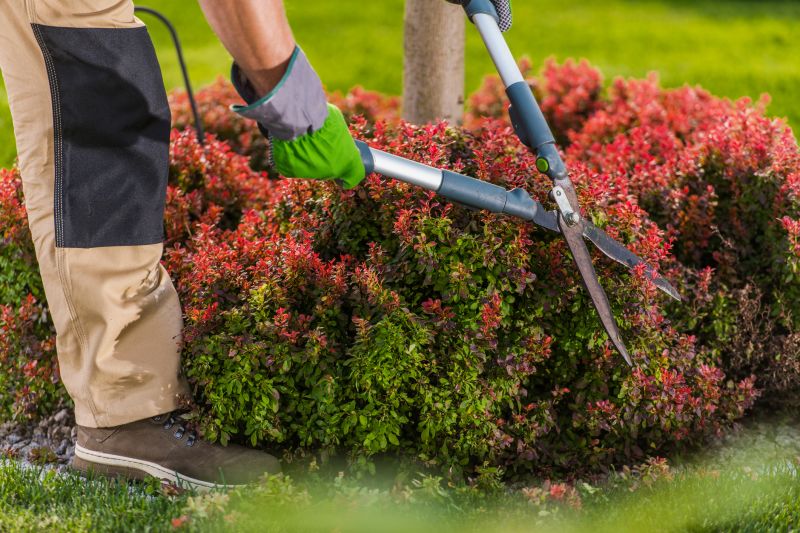 How To Tell When Your Shrubs Need Professional Care